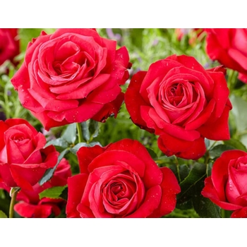 Róża wielkokwiatowa CZERWONA art. nr 506D  w donicy
