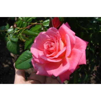 Róża wielkokwiatowa RÓŻOWA art  508D doniczka