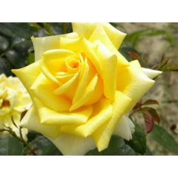 Róża wielkokwiatowa ŻÓŁTA  art 509D z doniczki