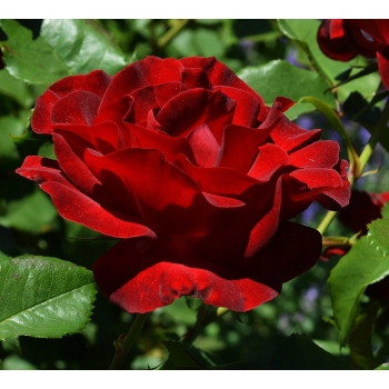 Róża wielkokwiatowa Dama de Coeur 511