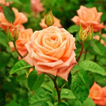 Róża wielkokwiatowa Herbaciana gat I art nr. 518