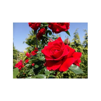 Róża pnąca CZERWONA  art. nr 522D  z doniczki