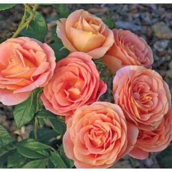 Róża pnąca HERBACIANA ANGIELSKA art. nr 526D z doniczki