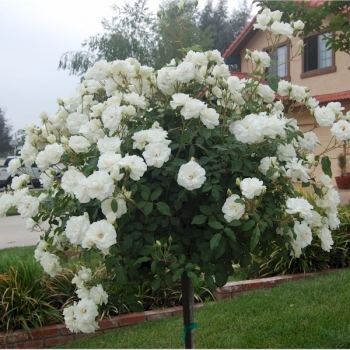 Róża Na Pniu Biała gatunek I art. nr 534