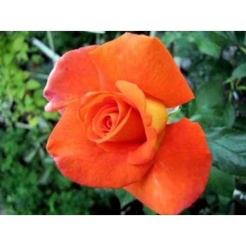 Róża Na Pniu Pomarańczowa gatunek I art. nr 537