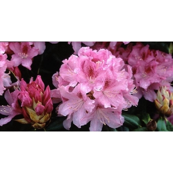Rododendron CHEER dwubarwny różowy