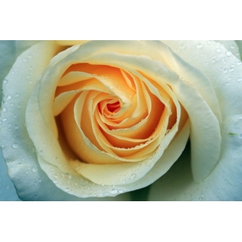 Róża wielkokwiatowa HERBACIANA  gat I art nr. 518D w donicy