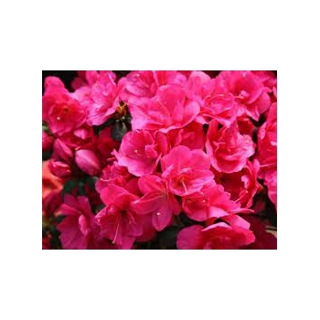 Azalia japońska TORNELLA karminowo-różowa