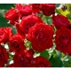 Róża rabatowa CZERWONA   z doniczki  art. nr 495D