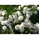 Róża rabatowa  ALABASTER - biała  nr 496 z doniczki
