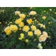 Róża  rabatowa Żółta art. nr 498D  w donicy