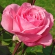 Róża wielkokwiatowa RÓŻOWA art  508D doniczka