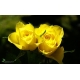 Róża wielkokwiatowa Żółta gat. 509