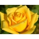 Róża wielkokwiatowa ŻÓŁTA  art 509D z doniczki