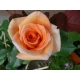 Róża wielkokwiatowa HERBACIANA  gat I art nr. 518D w donicy