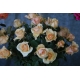 Róża wielkokwiatowa Herbaciana gat I art nr. 518