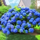 Hortensja ogrodowa błękitna  EARLY BLUE