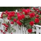 Róża pnąca CZERWONA  art. nr 522D  z doniczki