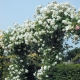 Róża pnąca Biała gatunek I art. nr 523