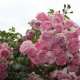Róża pnąca Różowa gatunek I art. nr 524