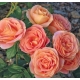 Róża pnąca HERBACIANA ANGIELSKA art. nr 526D z doniczki
