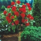 Róża Na Pniu CZERWONA art.  533D  z doniczki