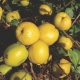 PIGWOWIEC JAPOŃSKI  aromatyczny owoc na nalewki