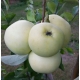 Jabłoń kolumnowa  PAPIERÓWKA z doniczki