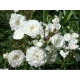 Róża rabatowa  ALABASTER - biała  nr 496 z doniczki