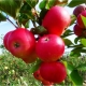 Jabłoń ALWA  karlowa  z doniczki