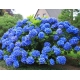 Hortensja ogrodowa  NIKKO BLUE niebieska