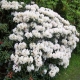 Rododendron CUNNINGHAM'S WHITE  snieżnobiały
