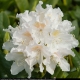 Rododendron CUNNINGHAM'S WHITE  snieżnobiały