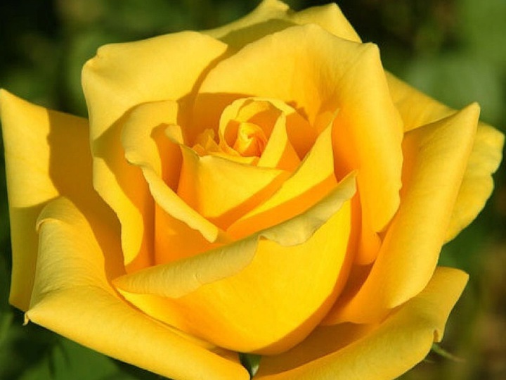 Róża Wielkokwiatowa Żółta Gat. 509 - Róże - Zielone Skarby