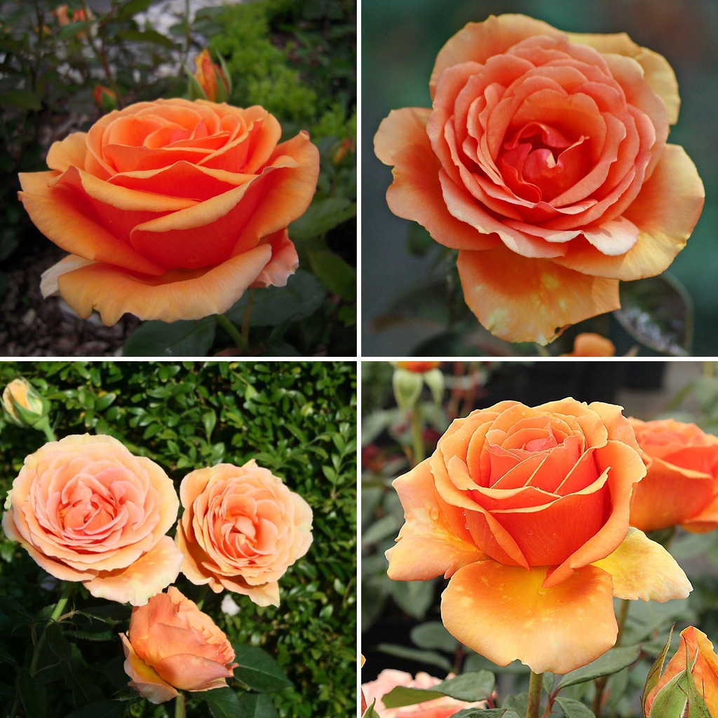 Róża Wielkokwiatowa Pomarańczowa Gat. I Art. Nr 515 - Róże - Zielone Skarby