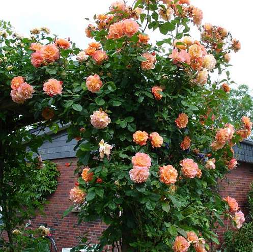 Róża Pnąca Herbaciana Angielska Art. Nr 526 - Róże - Zielone Skarby