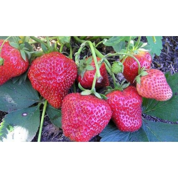 Truskawka Evita zestaw 10 szt