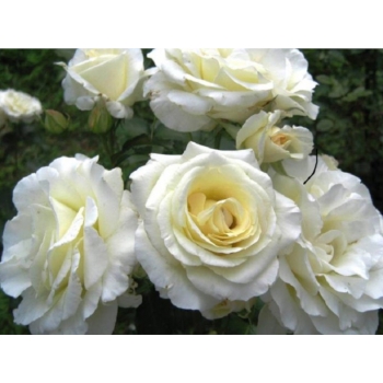 Róża wielkokwiatowa Biała nr 507