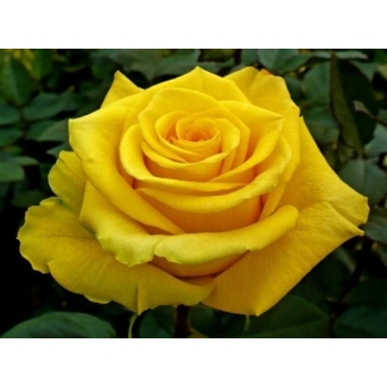 Róża wielkokwiatowa Arthur Bell 510