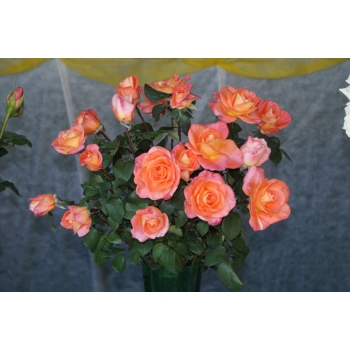 Róża wielkokwiatowa Pomarańczowa gat. I art. nr 515