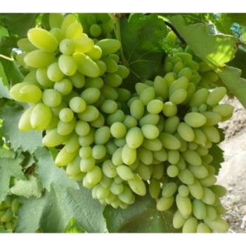 Winorośl Sibera - dealny na wina typu riesling