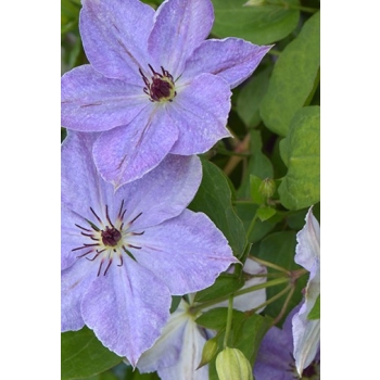 Powojnik Clematis Błękitny Anioł jasnoniebieski