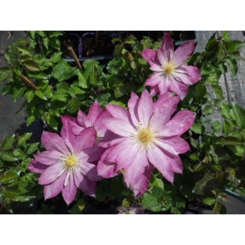 Powojnik Clematis Asao ciemnoróżowy