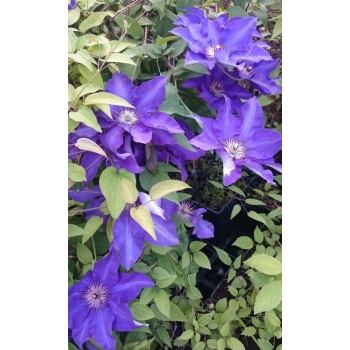 Powojnik Clematis ,,Jackmanii" 675D