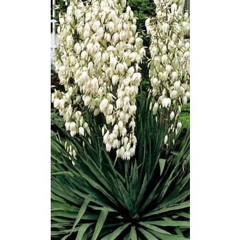 JUKA OGRODOWA C3 DONICA