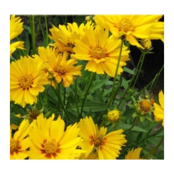 Nachyłek wielkokwiatowy DON