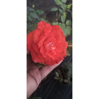 Róża Na Pniu Biała gatunek I art. nr 534