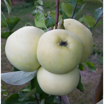 Jabłoń kolumnowa  PAPIERÓWKA z doniczki