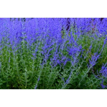 Perovskia Blue Steel DON C1,5