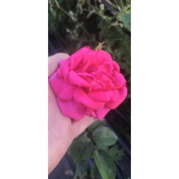 Róża szczepiona NA PNIU PINK